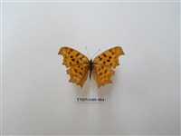 藏品(黃鉤蛺蝶)的圖片